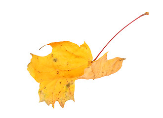 Image showing Yellow maple-leaf
