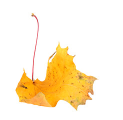 Image showing Yellow maple-leaf