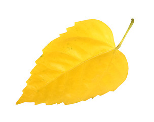 Image showing Yellow leaf