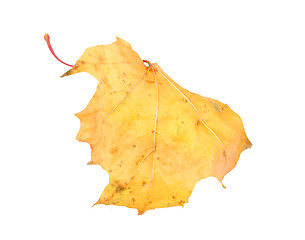 Image showing Yellow maple-leaf