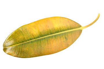 Image showing Yellow-green leaf of pipal