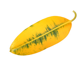 Image showing Yellow-green leaf of pipal