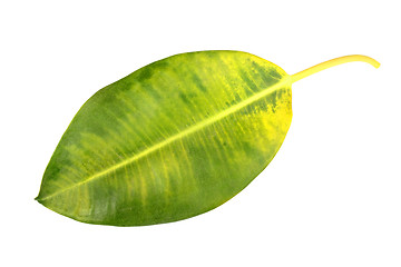 Image showing Yellow-green leaf of pipal