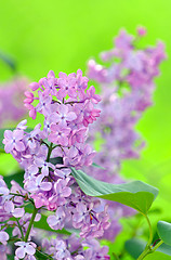 Image showing lilac flowers