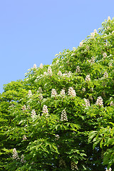 Image showing chestnut tree