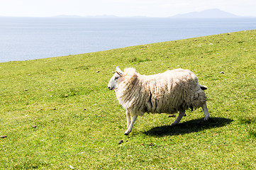 Image showing Lamb running quickly over a green field