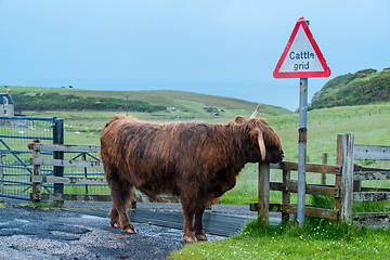 Image showing Scottish Highland Cattle