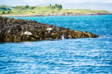 Image showing Sea Lions or Seals