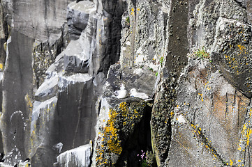 Image showing A pair of seagulls in their nest