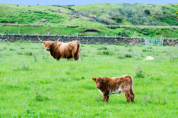 Image showing Scottish Highland Cattle