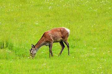 Image showing Young stag feeding