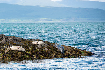 Image showing Sea Lions or Seals