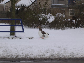 Image showing Winter Goose 1