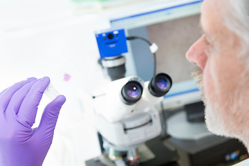 Image showing Senior scientist  microscoping in lab.