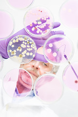 Image showing Senior life science researcher grafting bacteria.