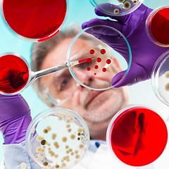 Image showing Senior life science researcher grafting bacteria.