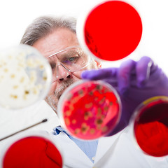 Image showing Senior life science researcher grafting bacteria.