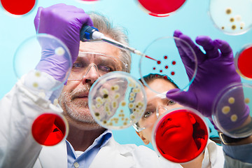 Image showing Senior life science researcher grafting bacteria.