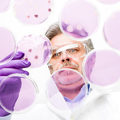 Image showing Senior life science researcher grafting bacteria.