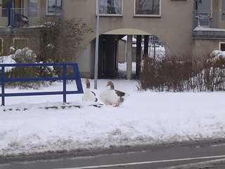 Image showing Winter Goose 2