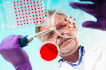 Image showing Senior life science researcher grafting bacteria.