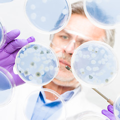 Image showing Senior life science researcher grafting bacteria.