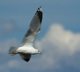 Image showing Common gull