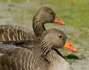 Image showing Greylag Goose