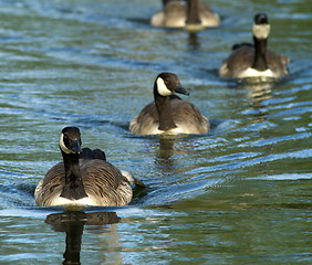 Image showing Canadian Goose