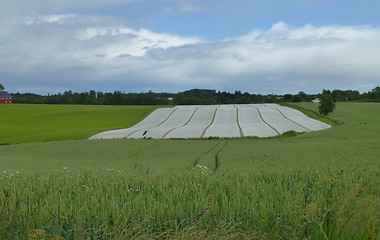 Image showing Farmland