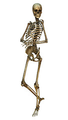 Image showing Human Skeleton