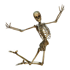 Image showing Human Skeleton