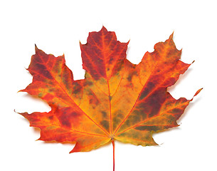 Image showing Autumn maple-leaf. Close-up view