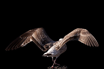 Image showing Soaring seagull