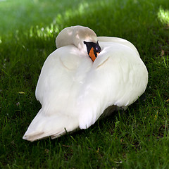 Image showing Mute swan on green grass