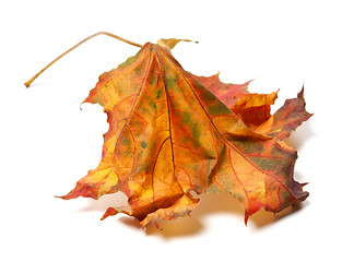 Image showing Autumn maple-leaf