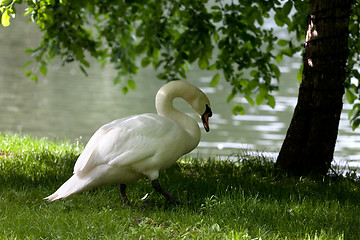 Image showing Mute swan on grass under tree