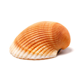Image showing Seashell isolated on white