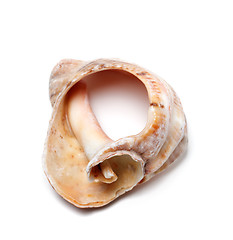Image showing Broken rapana shell