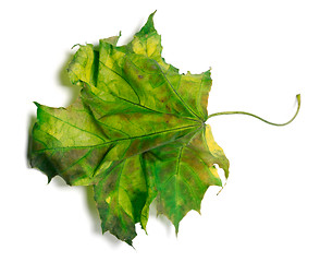 Image showing Yellowed maple-leaf on white background