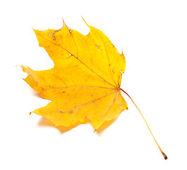 Image showing Autumn yellowed maple leaf