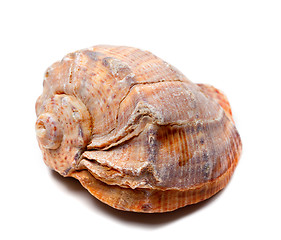Image showing Rapana shell