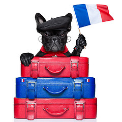 Image showing french dog