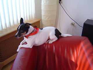 Image showing Relaxing Dog