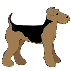 Image showing Airedale Terrier