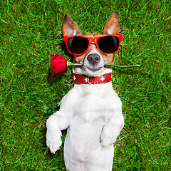 Image showing valentines dog
