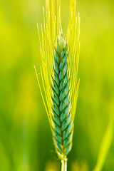 Image showing Green wheat in field