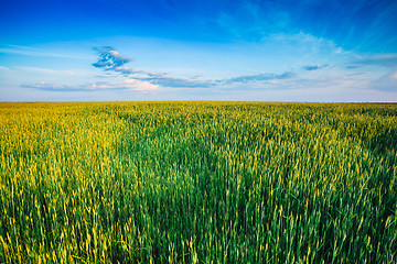 Image showing Green wheat field blue sky