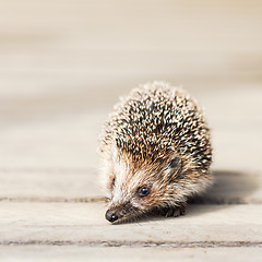 Image showing Hedgehog