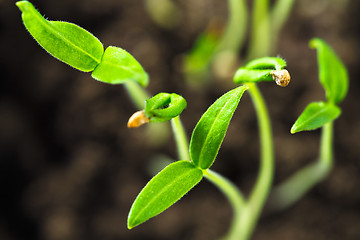 Image showing Green sprout growing from seed isolate